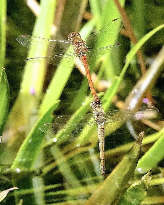 common darters